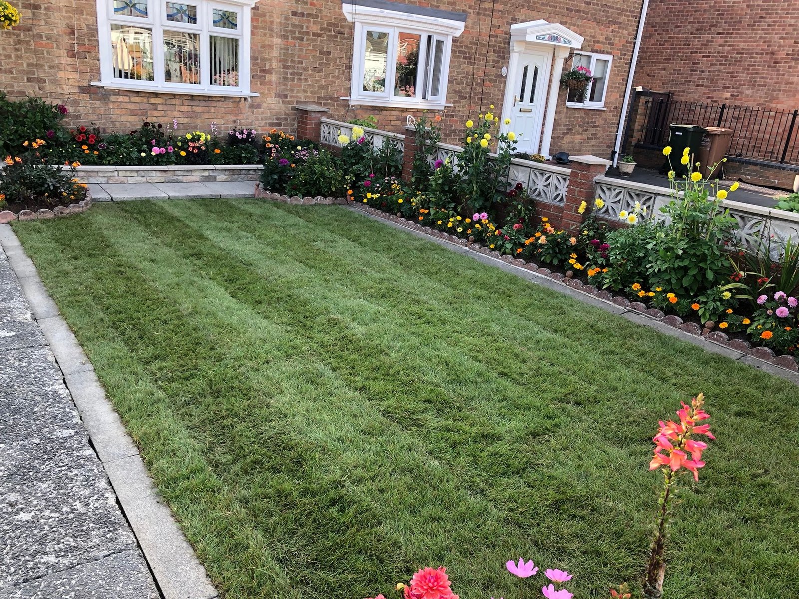 Fresh-cut turf on a prepared lawn area