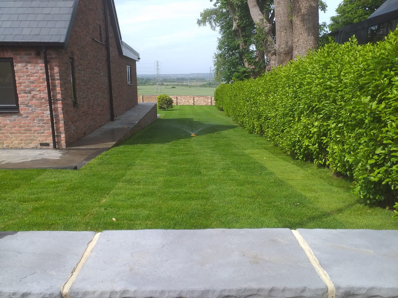 An established lawn grown from our turf